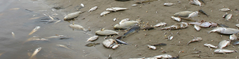 Dead fish at Ballina after flooding in 2008.