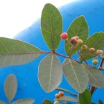 Broad-leaf pepper tree