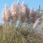 Pink pampas grass