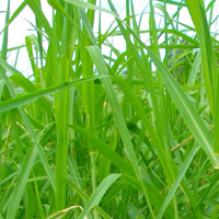Aleman grass