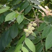 Japanese walnut